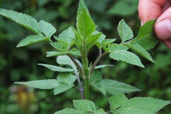 中华本草|婆婆针喜欢黏人衣物，农村人当它是杂草，你知道有什么功效吗