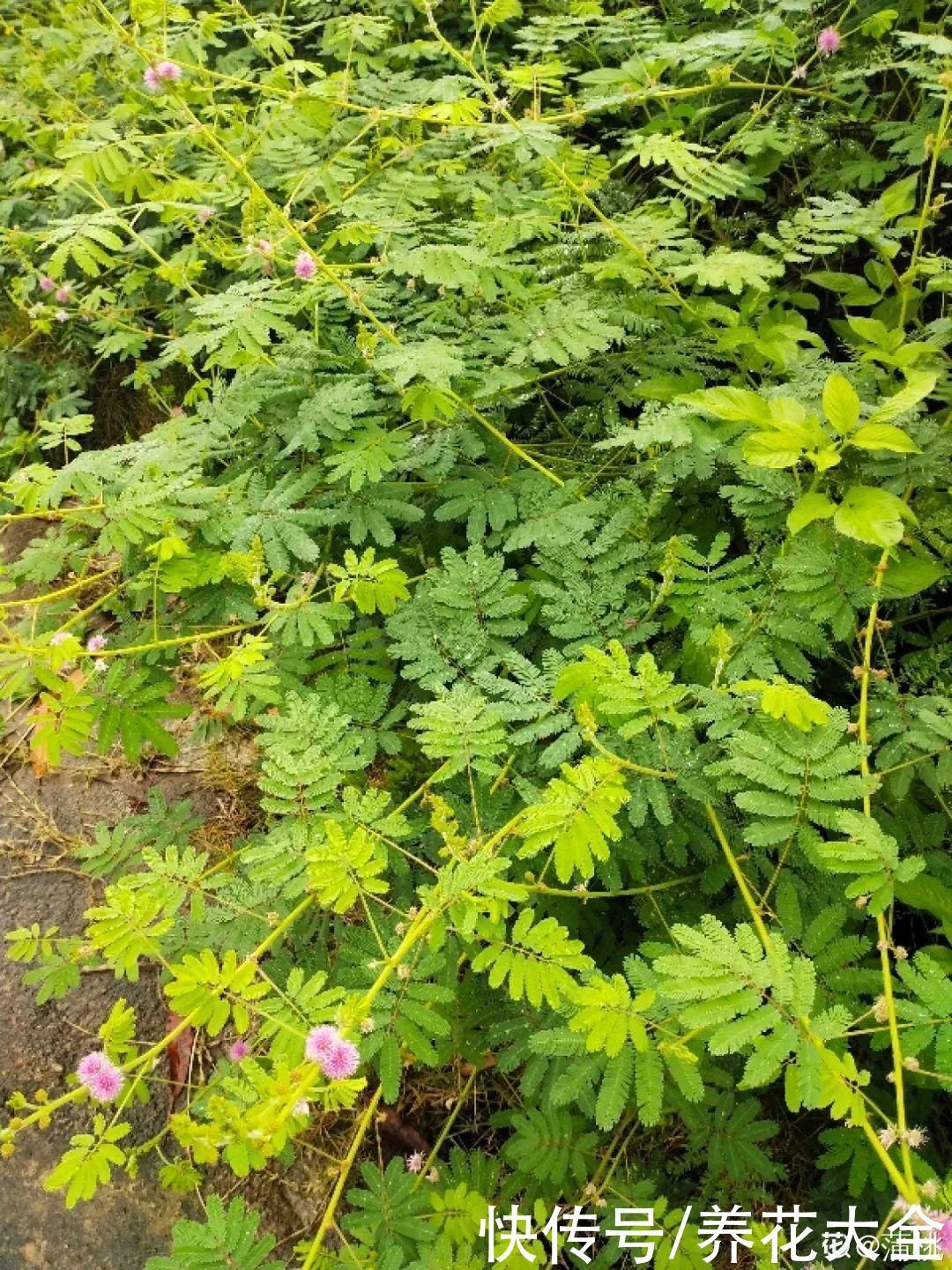 紫茉莉|不能小看入侵植物，看到后要立马拔掉，留着就是祸害
