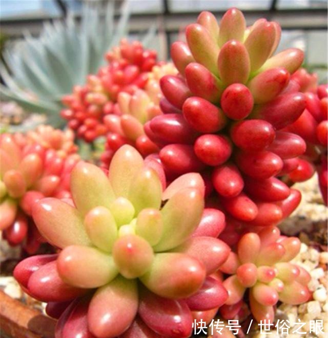 多肉植物度夏难3个巧办法,不黑腐不烂根,到了秋季蹭蹭长