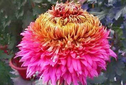 喜欢菊花,不如养盆“菊中珍品”大红芍药,花开似芍药,妖娆端庄