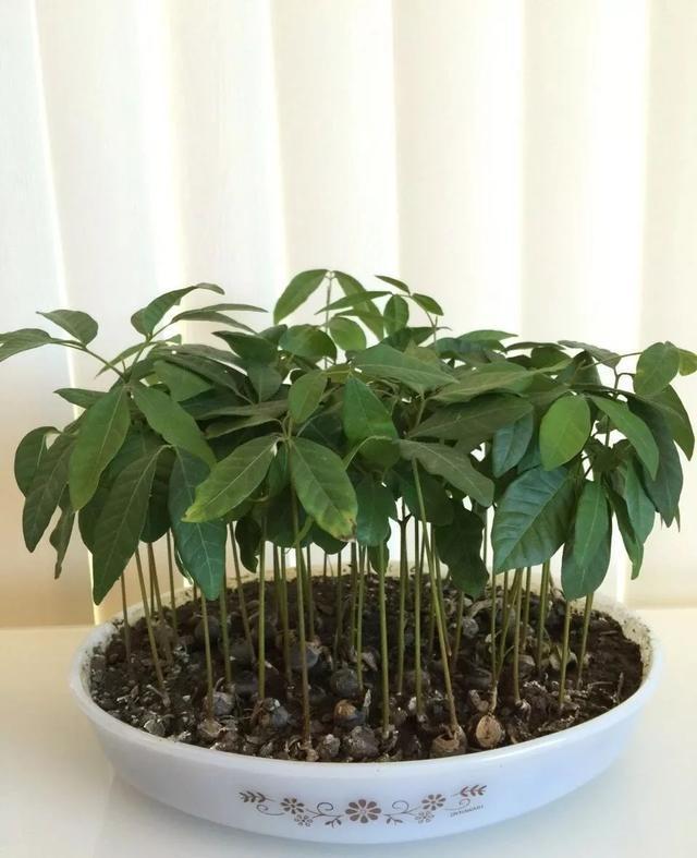 丢一把种子到水里，7天冒出小森林，越热越长个！绿植盆栽不用买