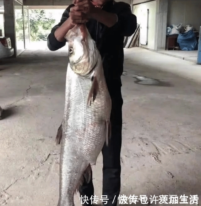 小鱼|长江该禁止钓鱼一男子长江“疯钓”野生白鱼,引网友怒怼