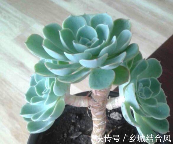 为什么多肉也喜欢万人宠不如一人懂呢