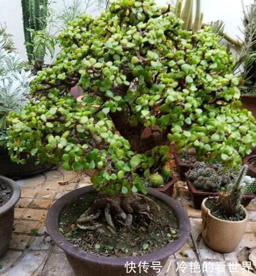 秋冬养玉树,牢记4个小技巧,安全过冬长势好,长成漂亮传家宝