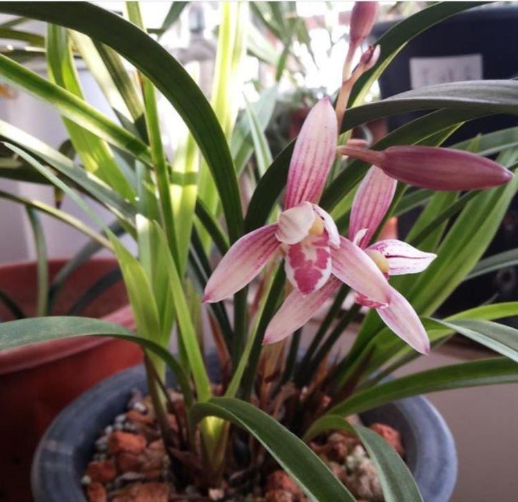 3种花是爆盆“能手”，开起花来“拦”不住，一整年都有好运气！