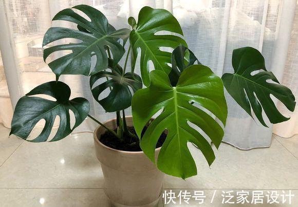 花盆|龟背竹很上档次,客厅养它最合适,满足温度,湿度就能养的很好