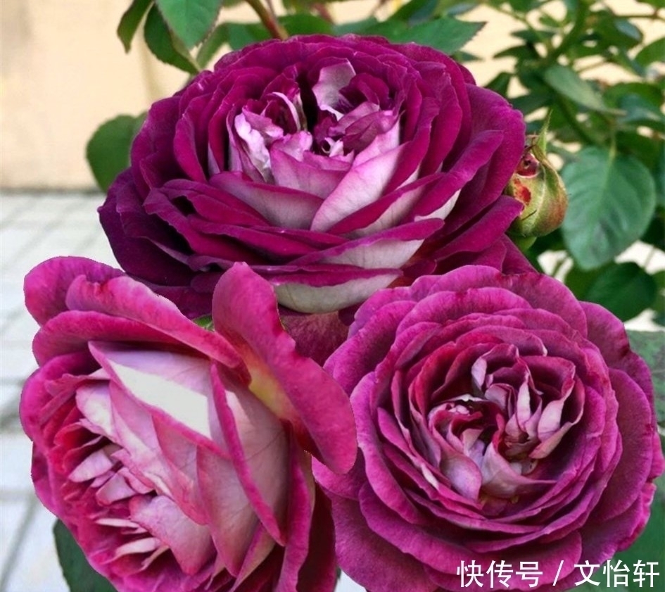 品种|100个月季品种，千姿百态，每个都很漂亮，图名并茂，值得收藏