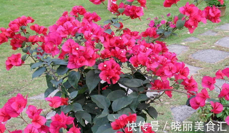 不耐寒的花卉冬季怎么养护,今天进来瞧瞧,终于涨知识了