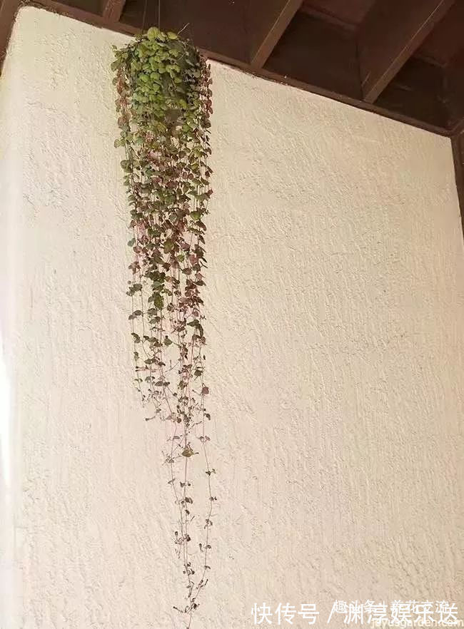浇水|多肉的品种又多又好看,为啥自己总养不活,那是因为没看到这几种