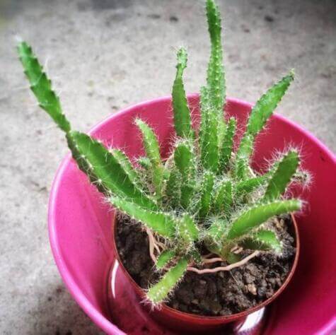 4种“果核”不要扔,埋土里,5天之后“惊喜”不断,观叶又收果!