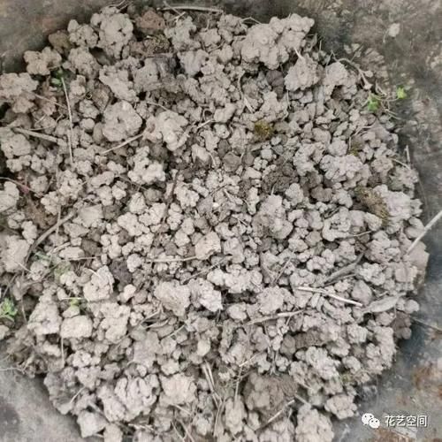 养花全靠“捡”，出门遇见这些东西捡回家，都是养花的宝贝！