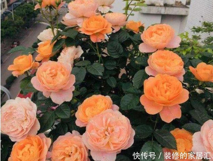 几款花卉漂亮好养,养在家里美极了,散发浓郁香气