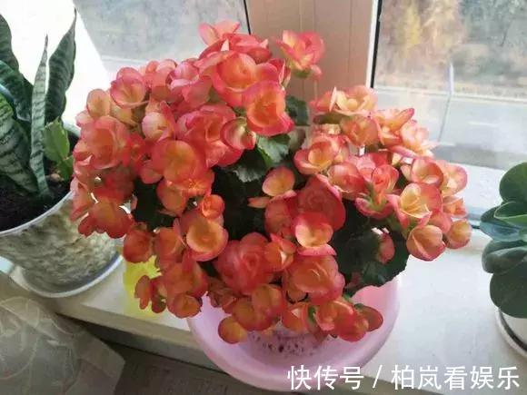 养花|3种花人称“夏必死”，买一盆死一盆，新手小白别忽视