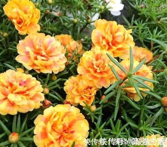阳台上|阳台再小也要养盆“它”,花开似牡丹,从春开到冬,四季有花赏!