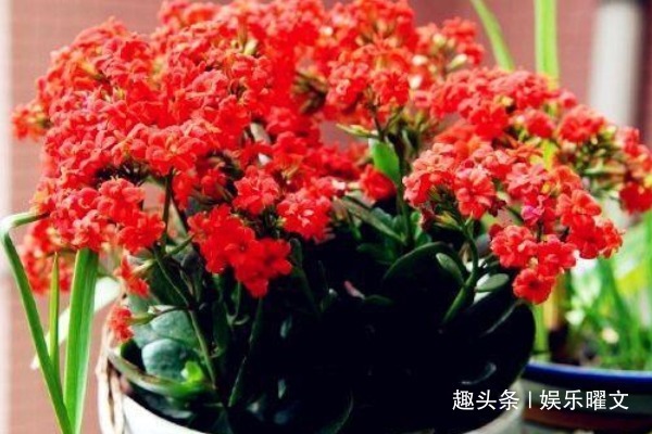 花卉|爱“喝油”的几种花，懒人都能养，1勺油什么问题都可以解决！