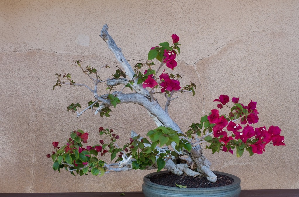 这6种花适合小盆养，用小盆，少管它，反而越长越旺，花开爆盆