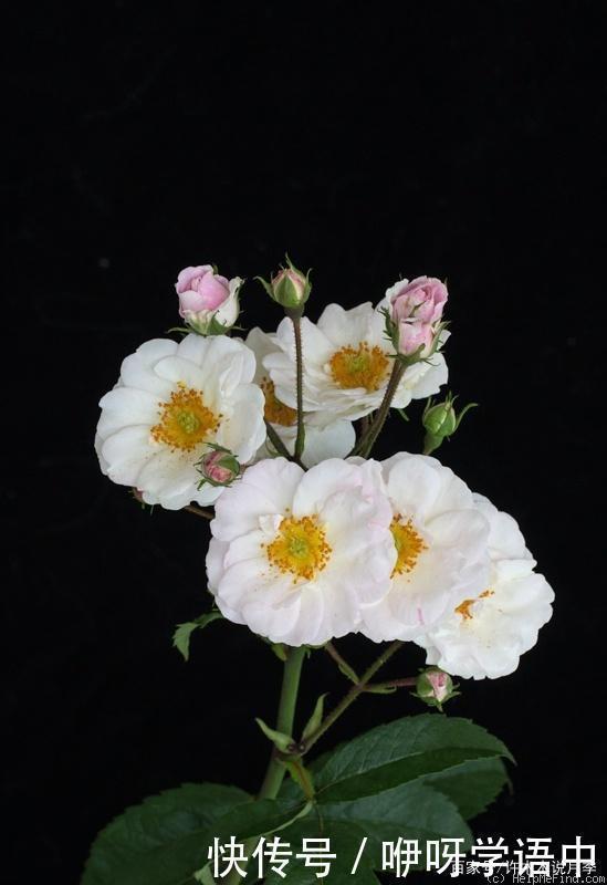 粉色|5款唯美粉色月季。美人如玉粉妆琢，粉色娇羞白如雪。抗病好养