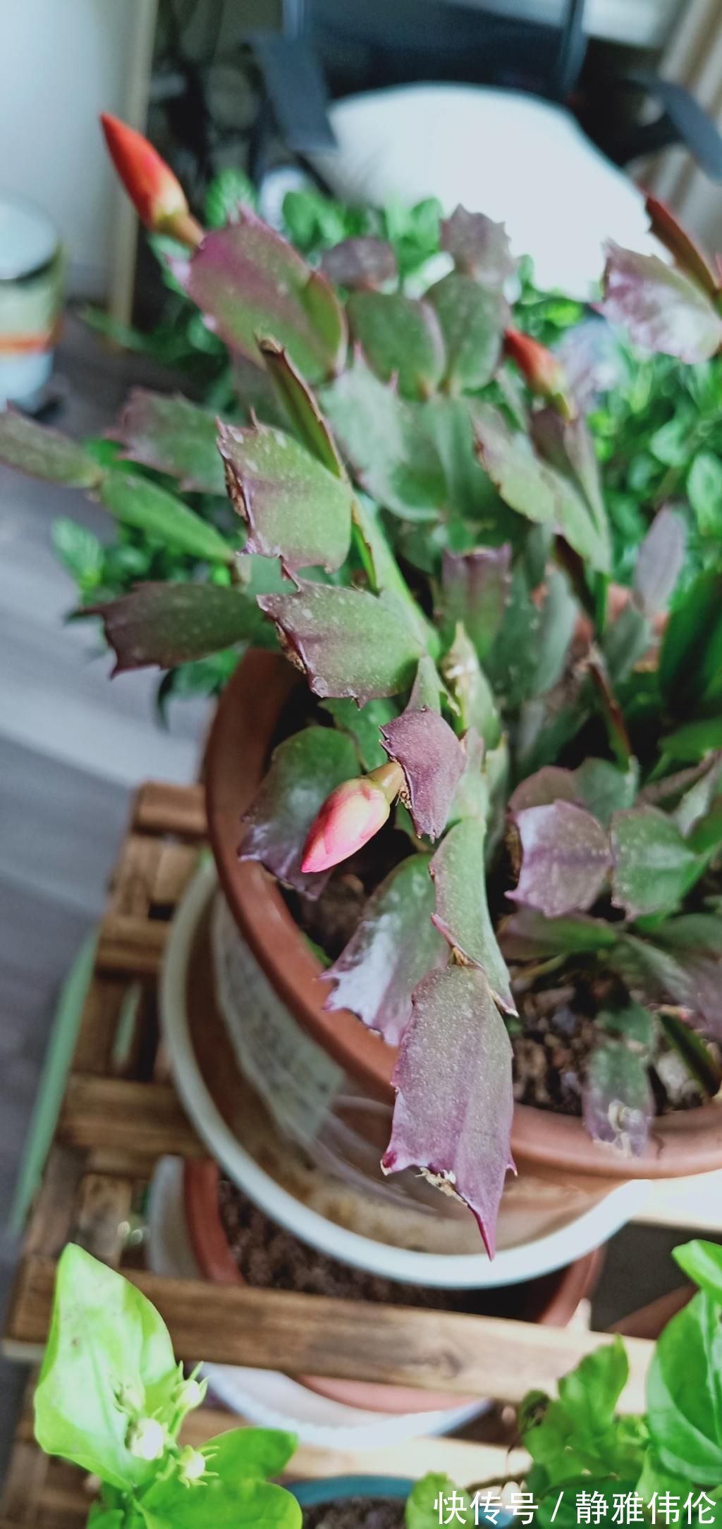 矿泉水瓶|8种花现在扦插，成活率超高，一周就生根