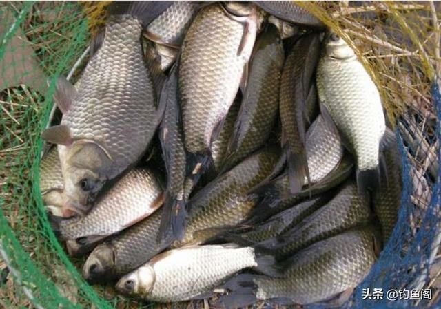 钓鱼最不该做的三件事,老钓手的经验之谈,新手小白需牢记