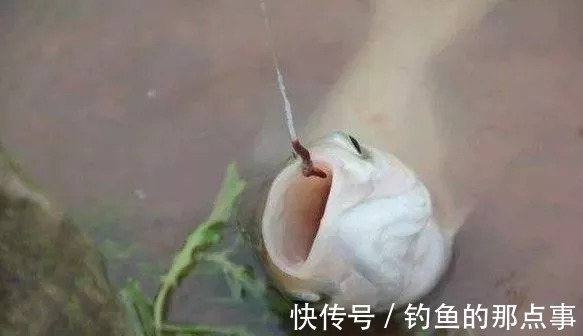 双钩的“上钩”和“下钩”中鱼区别,想不空竿,赶紧学