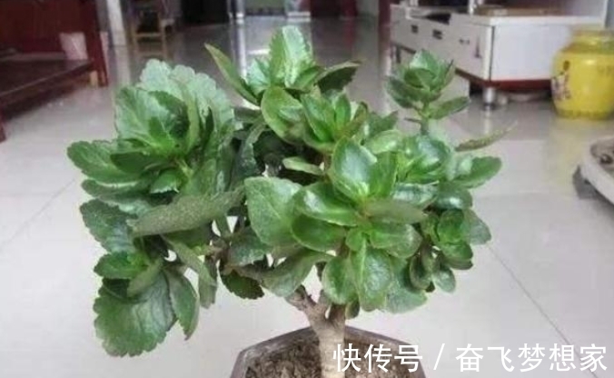 养长寿花“老桩”,做好“3勤2合理”,长势旺,每年开花都翻倍