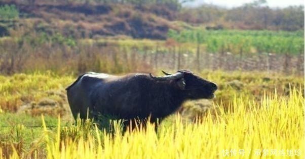 古镇|国内“最香”的古镇，去过的游客都说好，被誉为深山里的布达拉宫