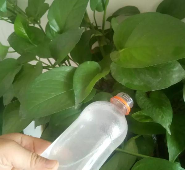 复合肥|绿萝生长慢吞吞，给它喂几个小颗粒，绿萝变成“大瀑布”