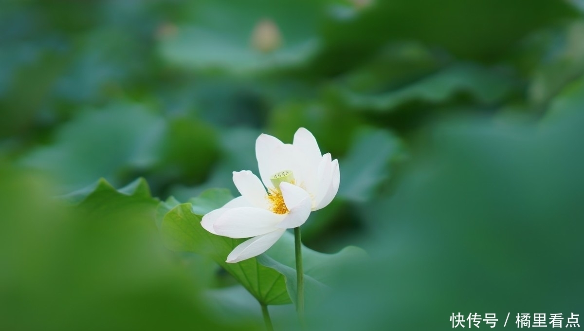雨打芭蕉 夜色微凉 眉间相思自成伤 全网搜