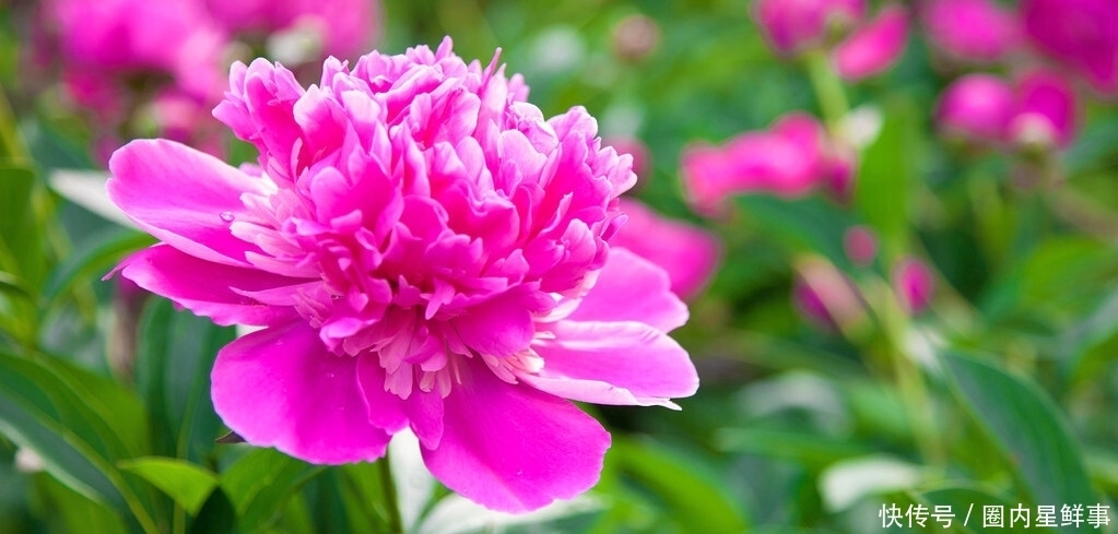 花草|5种花草栽进院子里,帮你打造出四季有花赏,时时有花香的小花园