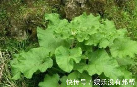 促进|长白头发了别慌,农村一种野菜效果极好,能促进头发再生