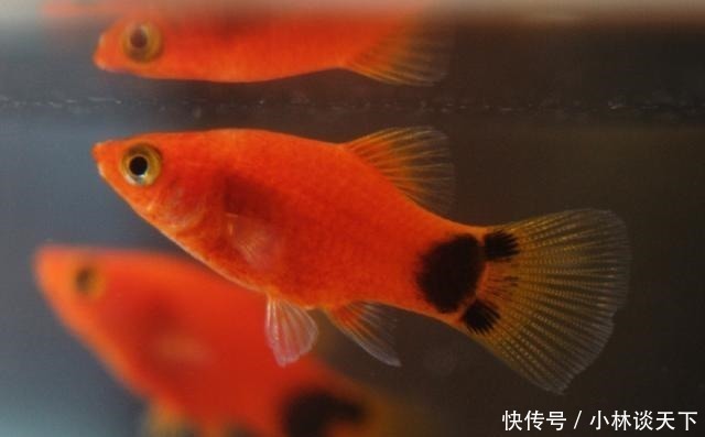 斗鱼科|世上最好养的4种观赏鱼，如果你养不活，以后还是不要养鱼了
