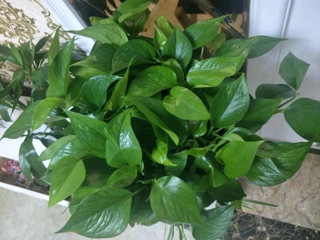 叶子|嫌花长的丑,趁现在砍头,满盆都是新叶子!