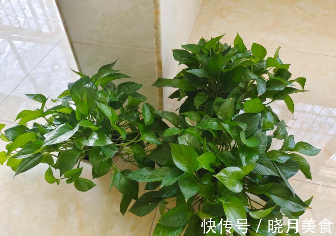 天冷别换盆，尤其这10种花，土一松就危险