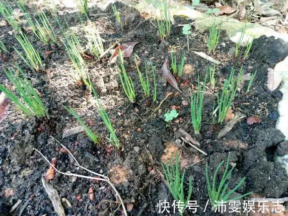 施肥|阳台种小葱,注意3点,叶子猛蹿,割了一茬又一茬,收获不断!