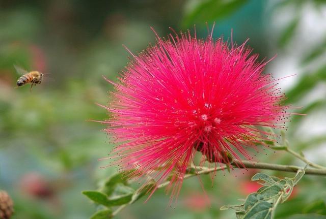 合欢花|这味中药不仅是失眠的圣药,还是一味唯美的中药