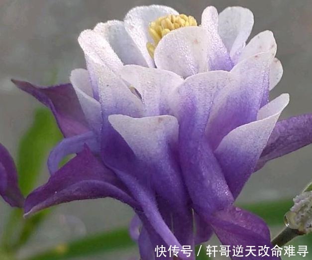 天冷不知养啥花那就养盆它,冬天不用管,春天也能开出一片花海!