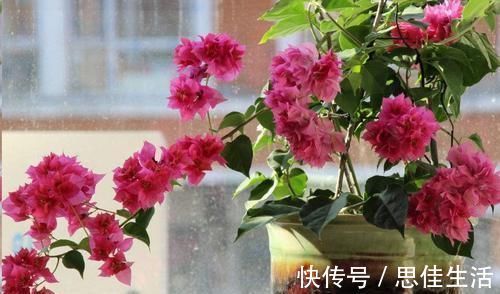 这10种花超级怕冷,再不搬进屋,小心只剩下盆了