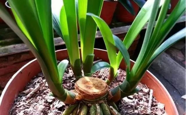 下面4种花枯死也别扔,叶子全剪掉,“新芽”1个月后就窜出来