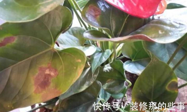 君子兰|适合客厅养的“4种花”,少晒太阳、少浇水,开花越旺“人也旺”