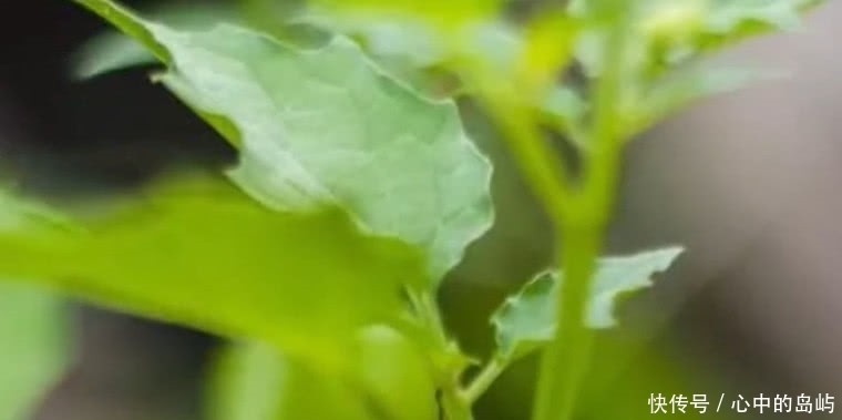  野草|农村这种常见的野草，药用功效极高，外面卖一斤10元或许你见过