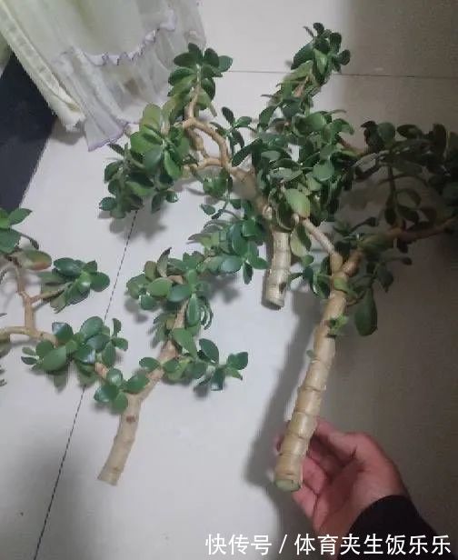 玉树如何修剪?轻松2步,养成枝繁叶茂的小树、枝壮叶绿又开花