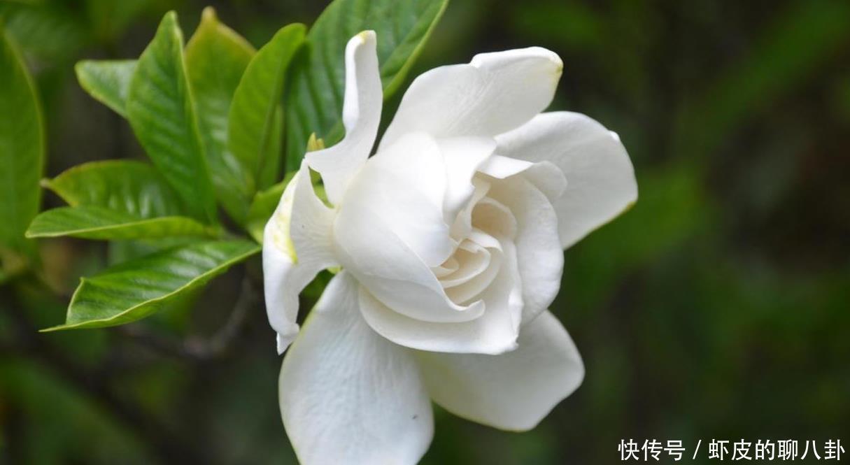 开花率|新手养花别考虑“三种”,养不活,开花想都别想