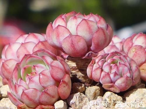 淡雪|3种“零差评”的多肉植物,新手、老手都喜欢,养成老桩更好看