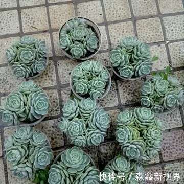 光照|办公室种多肉从没活过，种上如下几种分分钟爆盆，懒人大爱