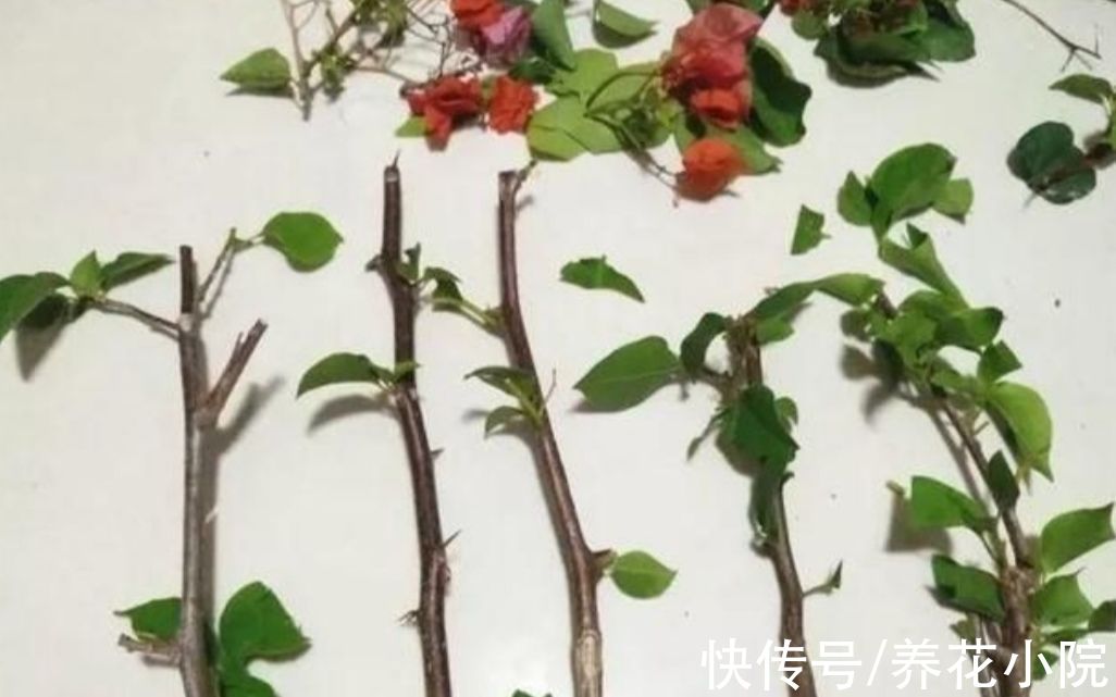成活率|扦插花卉，总是不生根，大多是3个方面没做好