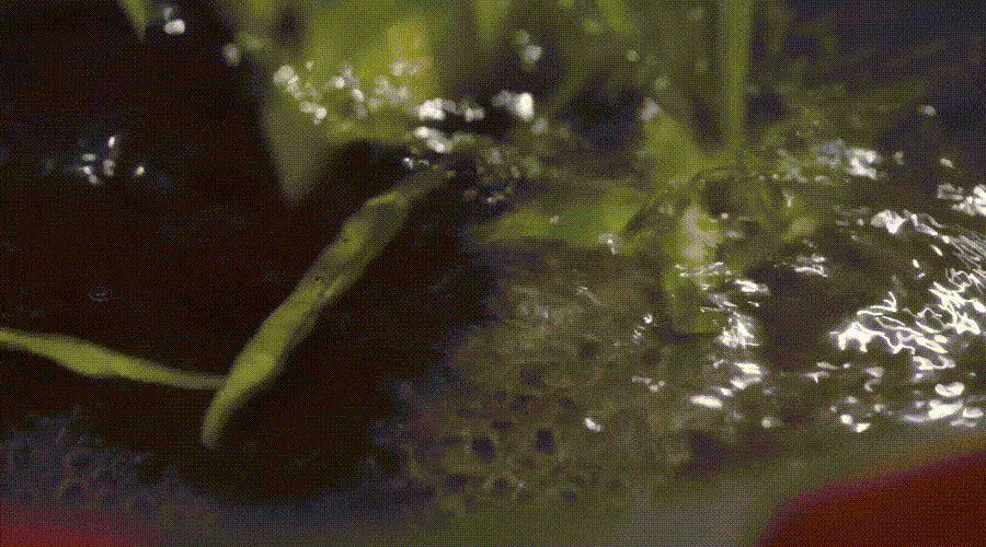松茸|常吃这一素，湿气绕道走！这么做脆嫩爽口！不油不腻巨下饭