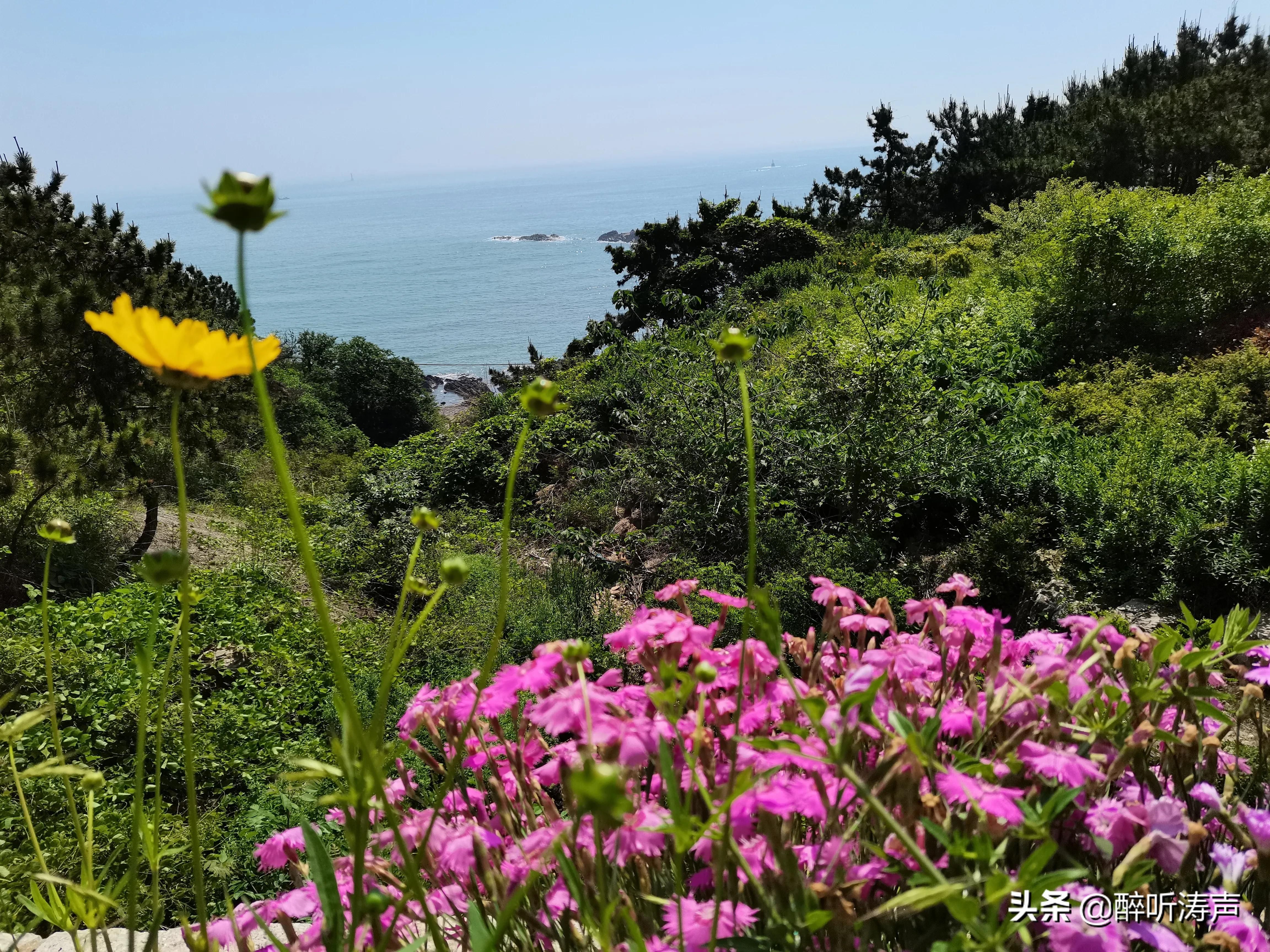 难以形容|天蓝海蓝花海一片片，难以形容的东环岛路之美