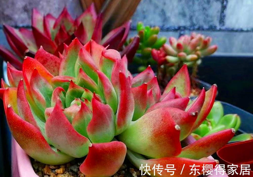 品种|养多肉费钱吗？这份省钱秘籍请收好，不费钱还会越养越开心