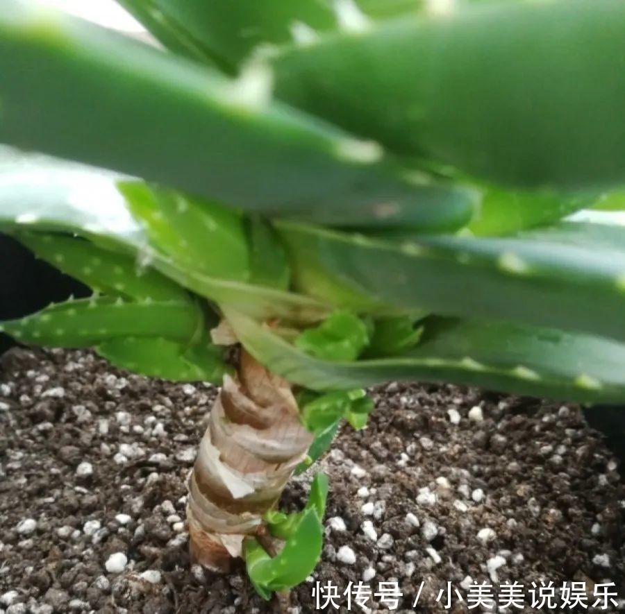 给这花换盆,土里扒出30个崽,根本不用扦插!