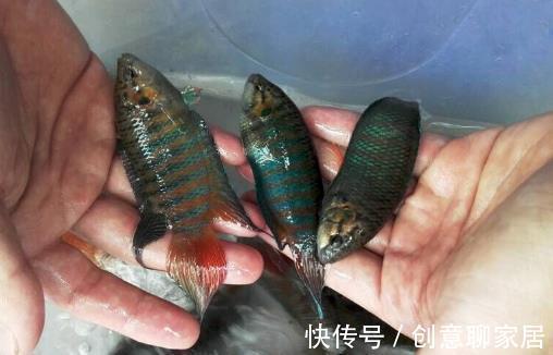 5种“逐渐消失”的小鱼，过去被嫌弃少人吃，如今却“价值不菲”